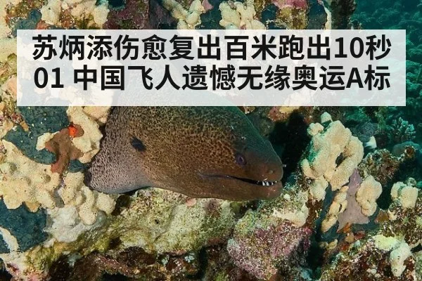 苏炳添伤愈复出百米跑出10秒01 中国飞人遗憾无缘奥运A标